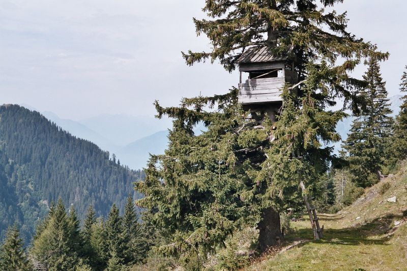 Hochsitz in Baum