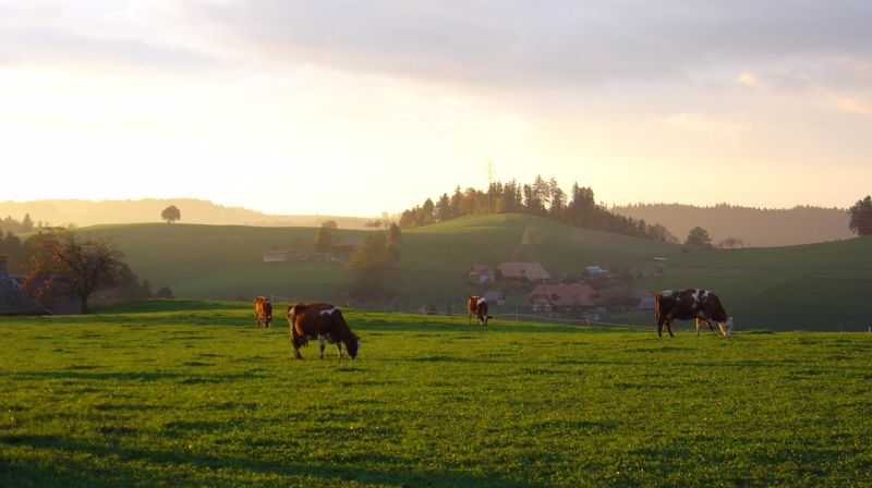 Kühe auf Weide