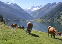 Kühe auf einer Weide vor einem See