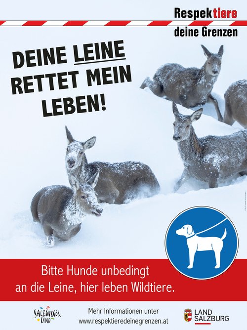 Respektiere deine Grenzen Schild Hundeleine schwarz