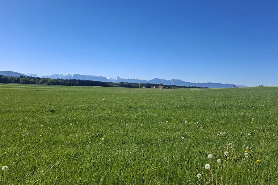 Vor den Eisheiligen sind die Wiesen im Flachgau bereits grün.
