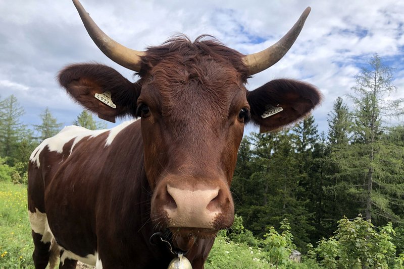 Auf der Alm da …