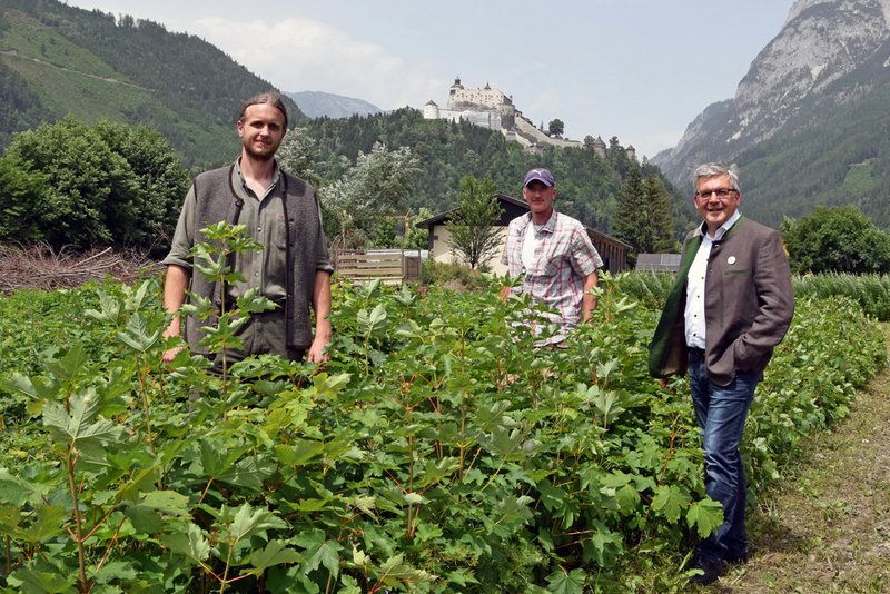 Die Kinderstube des Salzburger Waldes