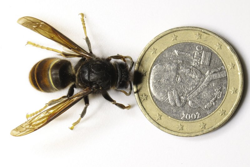 Asiatische Hornisse bedroht heimische Bienen