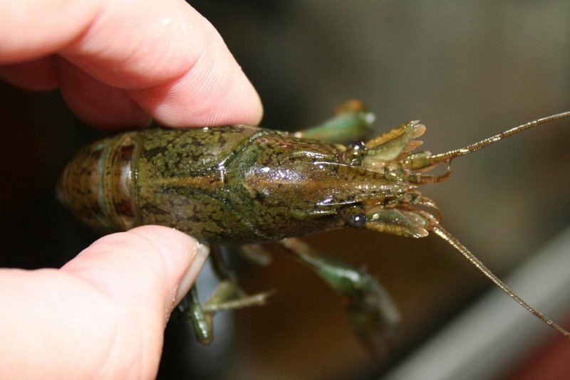 „Eindringlinge“ gefährden heimische Arten