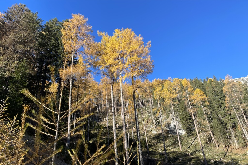 Waldstück oberhalb von Weißpriach mit erntereifen Lärchen