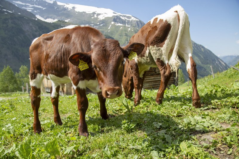 So viel Europa steckt in Salzburg