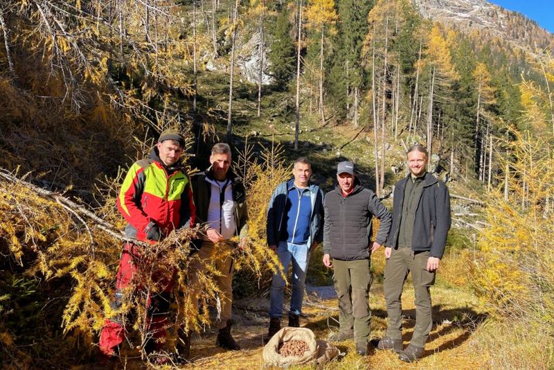 Lärchenzapfenernte im Wald oberhalb von Weißpriach