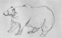 Zeichnung (Bär) von Stephen Mathewson